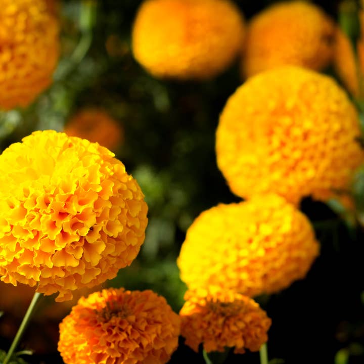 Bentley Seed Co. - Wholesale Mother's Day Card - Marigolds for Mom Mother's Day - Marigold Seed Packets6