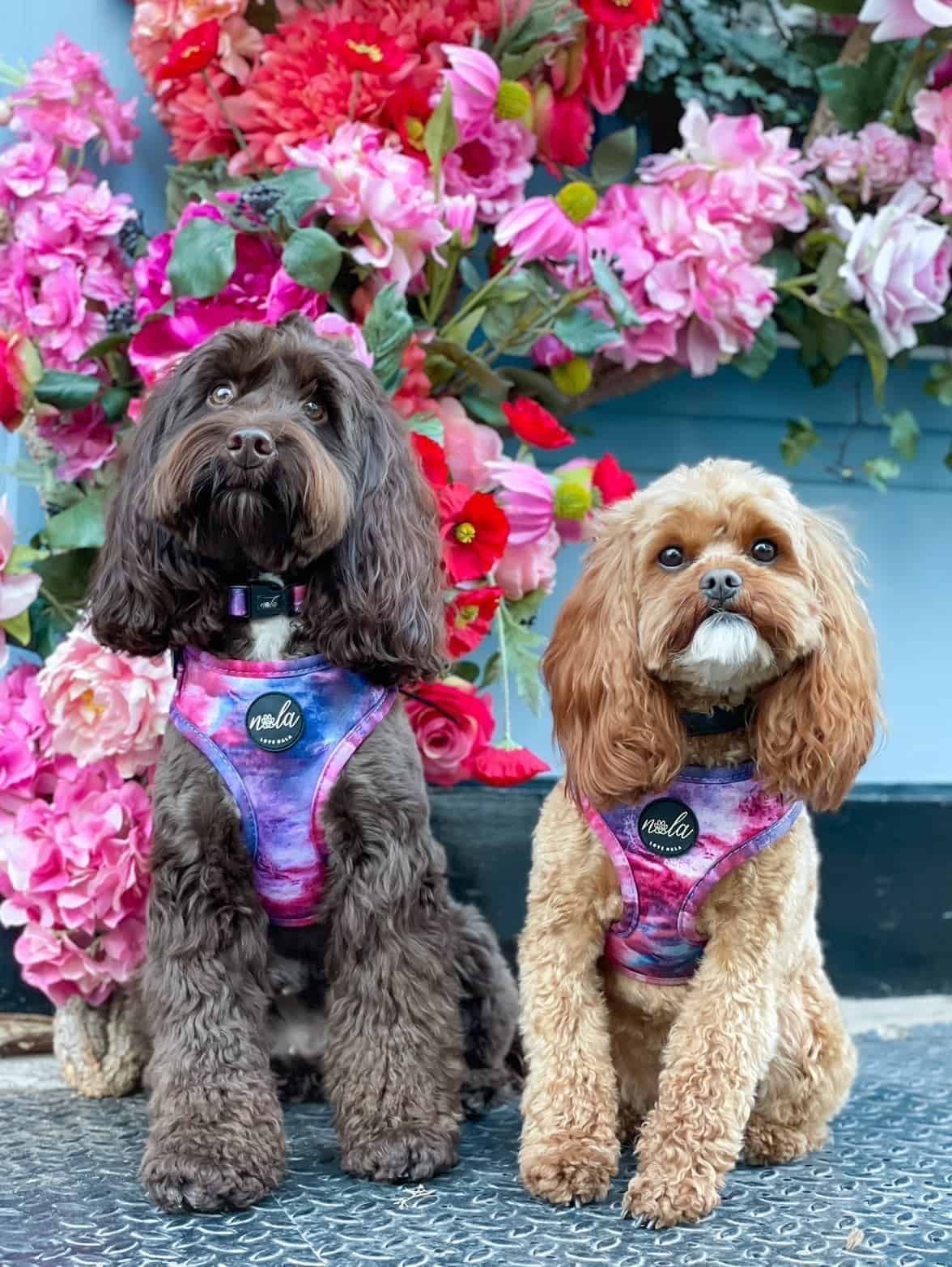 Love Nala - Vente Harnais – chien - Collection Nala Loves - Harnais Nala3