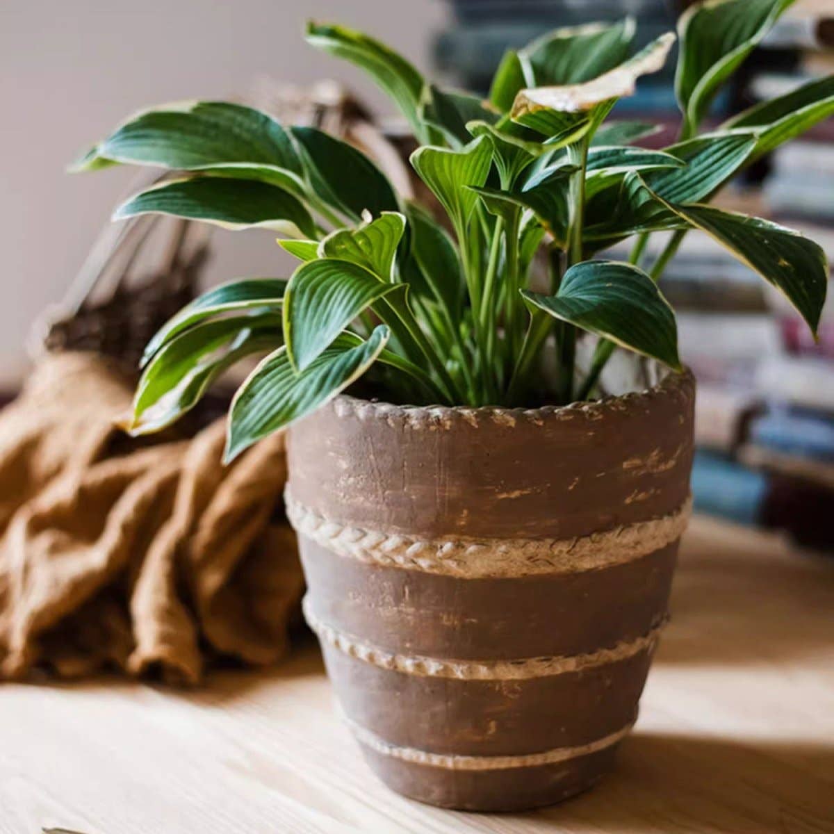 Rustic Reach - Vente Pot - Jardinière en terre cuite rouge Tasha5