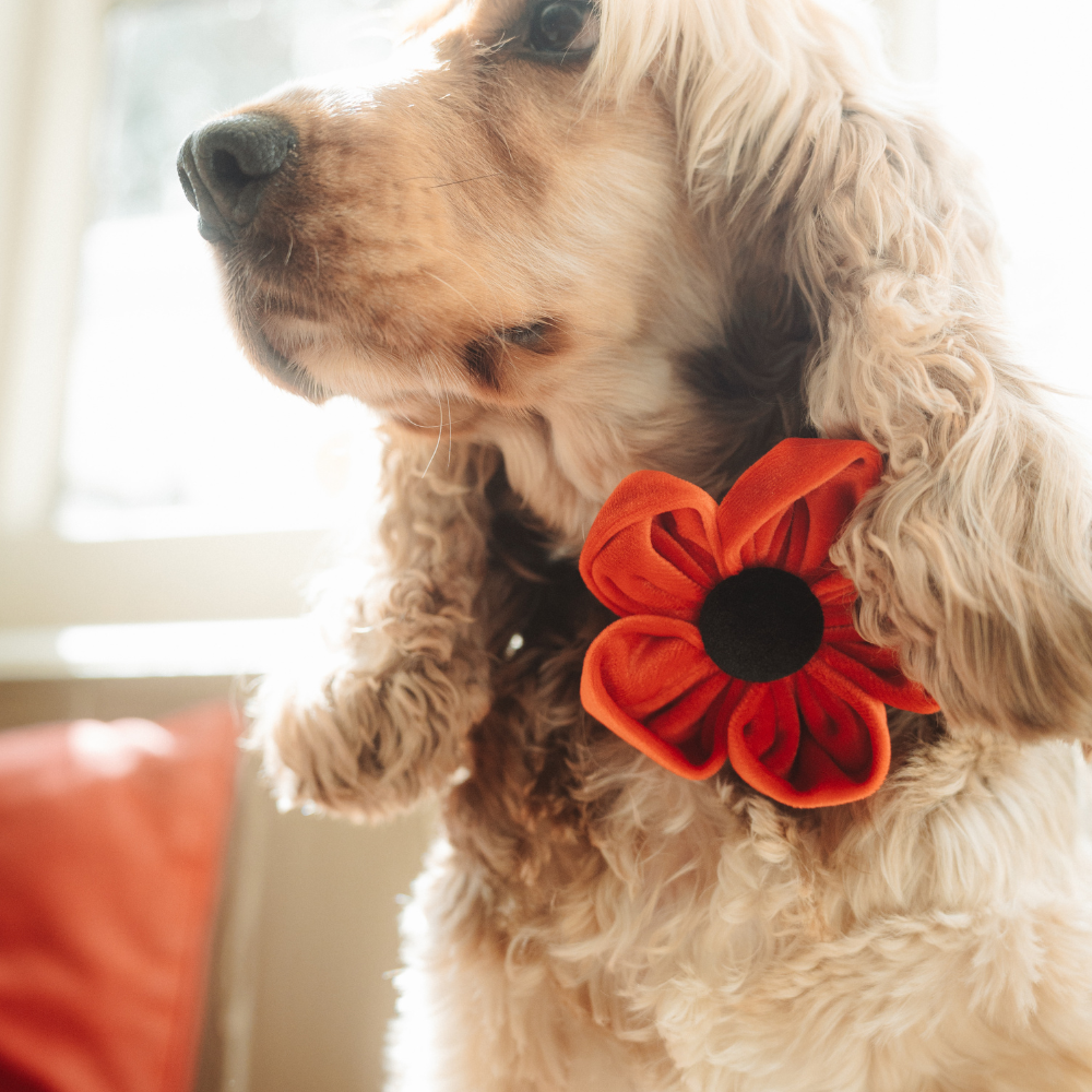 Cocopup London – wholesale Pet collar – Dog – Poppy Collar Flower6