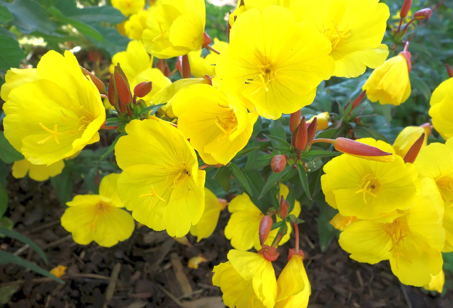 Decker Rd. Seeds - Wholesale Plant Seeds - Evening Primrose Seeds2