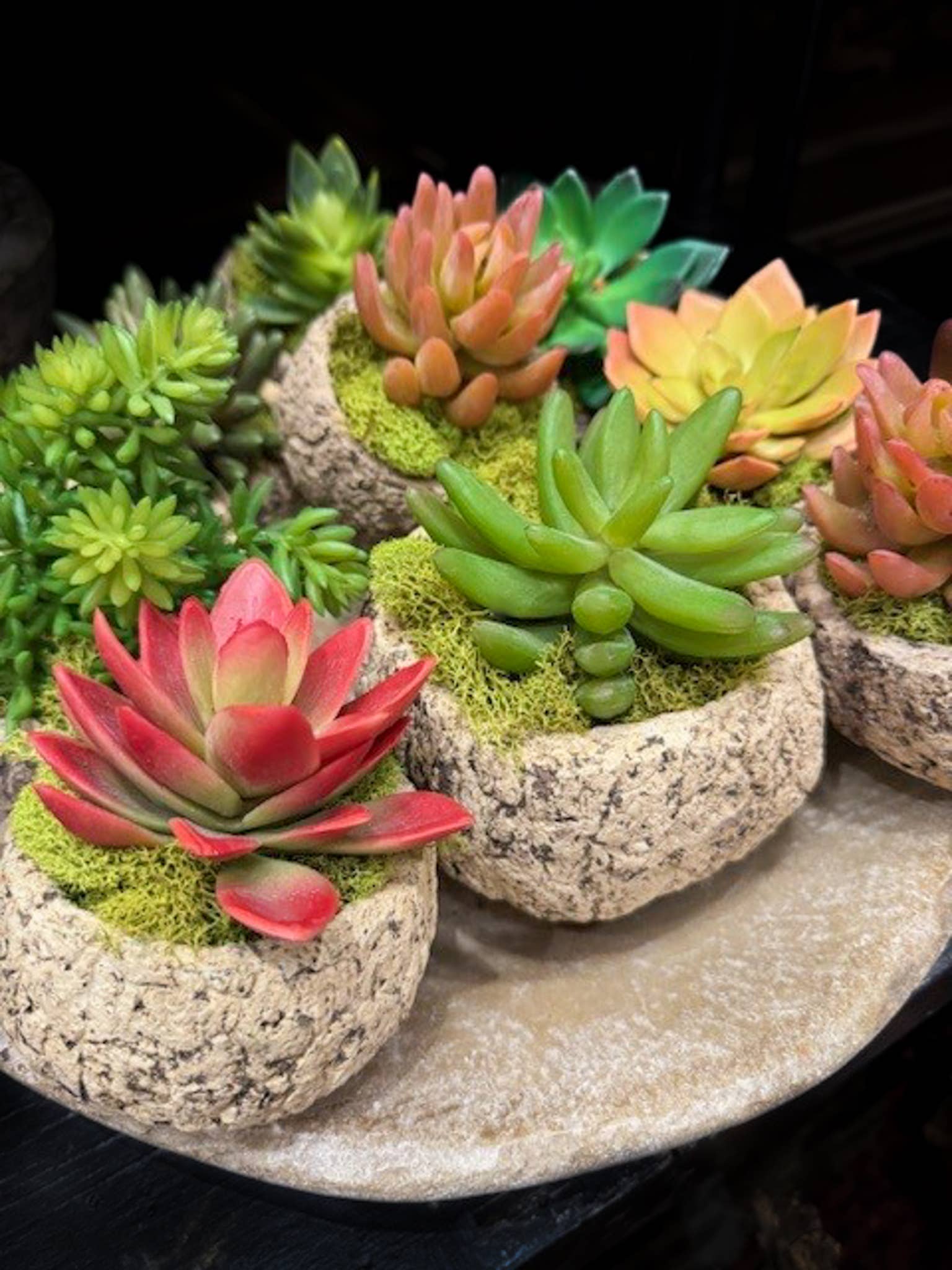 Forever Green Art - Wholesale Succulent - Mayan Coconut Succulent Set – Set of 82