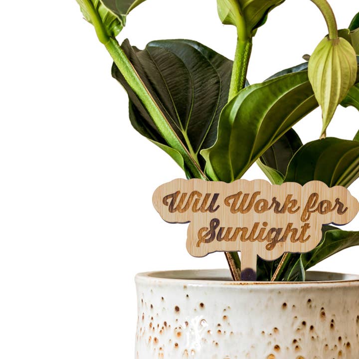Bamboo Premium Stake Sign - Will Work For Sunlight for wholesale by Floratrel