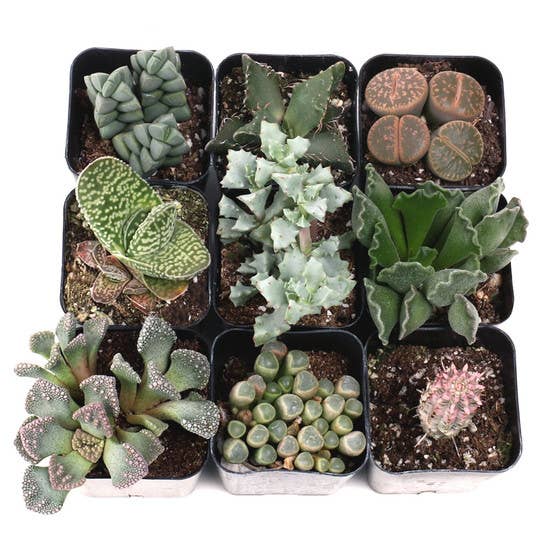Mountain Crest Gardens - Wholesale Succulent - Rare & Unique Succulent 12-Pack (12 Varieties, 2" Pots)