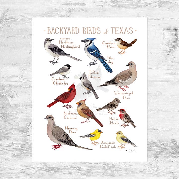 Texas 8x10 Backyard Birds Field Guide Art Print for wholesale by Kate Dolamore Art