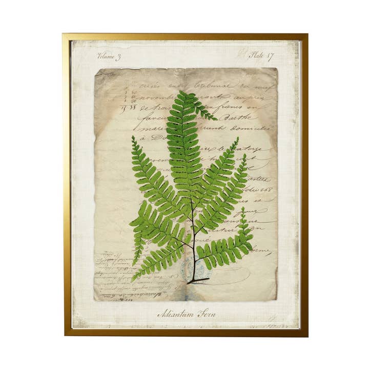 Vintage Document With Adiantam Fern for wholesale by Antique Curiosities Inc