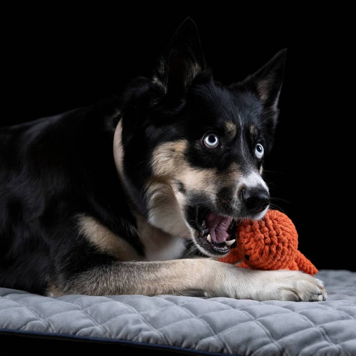 LABONI - Volentis GmbH - Vendita all'ingrosso Giocattolo di corda - Cani - THADDÄUS TENTACOLI – Divertimento con otto braccia8