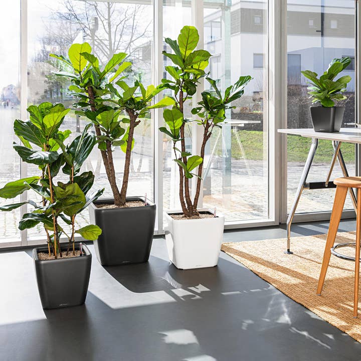 LECHUZA QUADRO LS Poly Resin Square Planter for wholesale by Lechuza Self Watering Planters