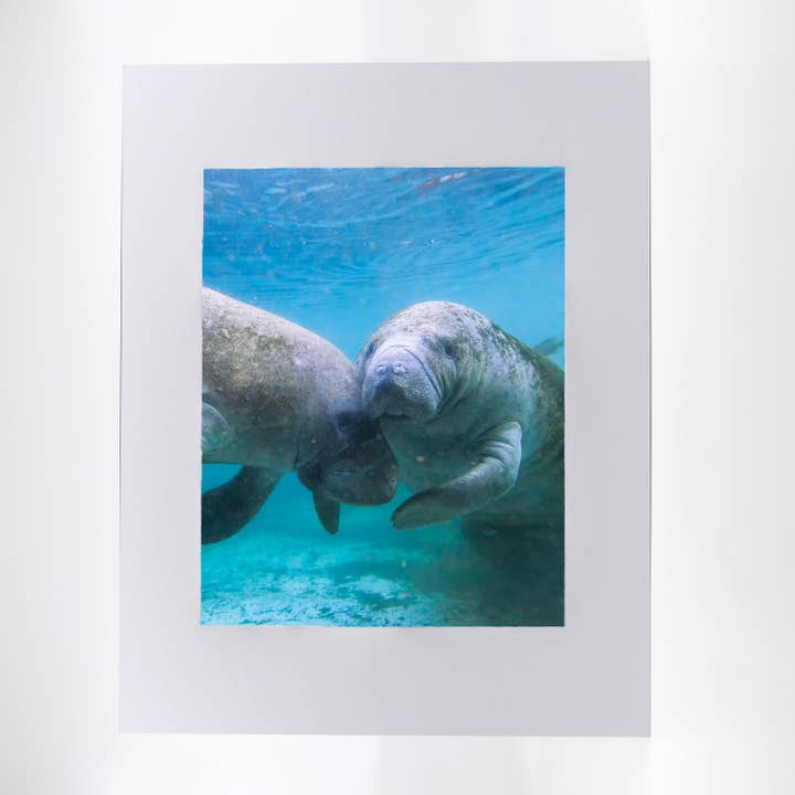 Artwork-Manatee 3 for wholesale by Mike Ring Photography