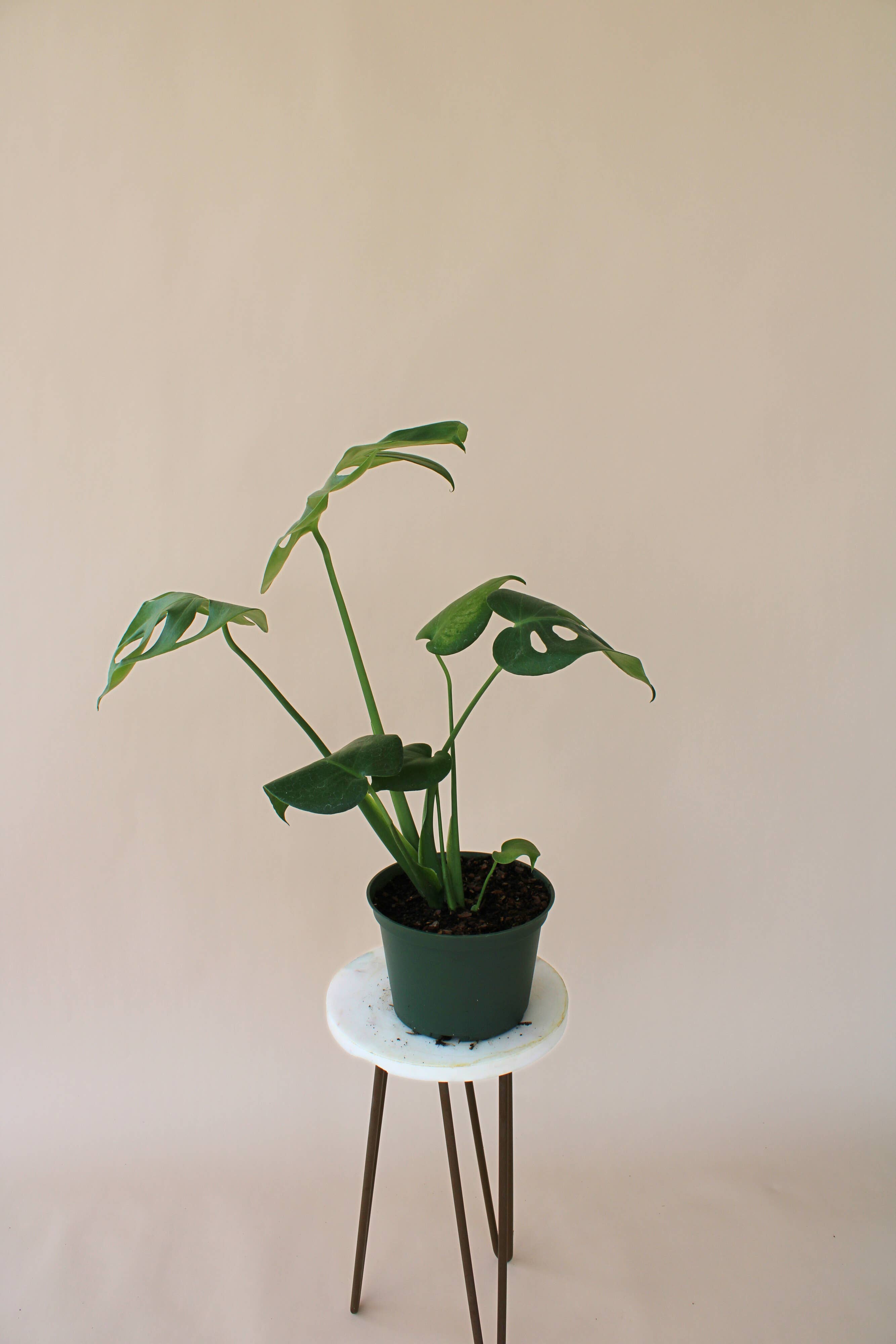 Hidden Valley Ranch & Nursery Inc - Wholesale Live Plant - 6" Monstera Deliciosa **Please see description**1
