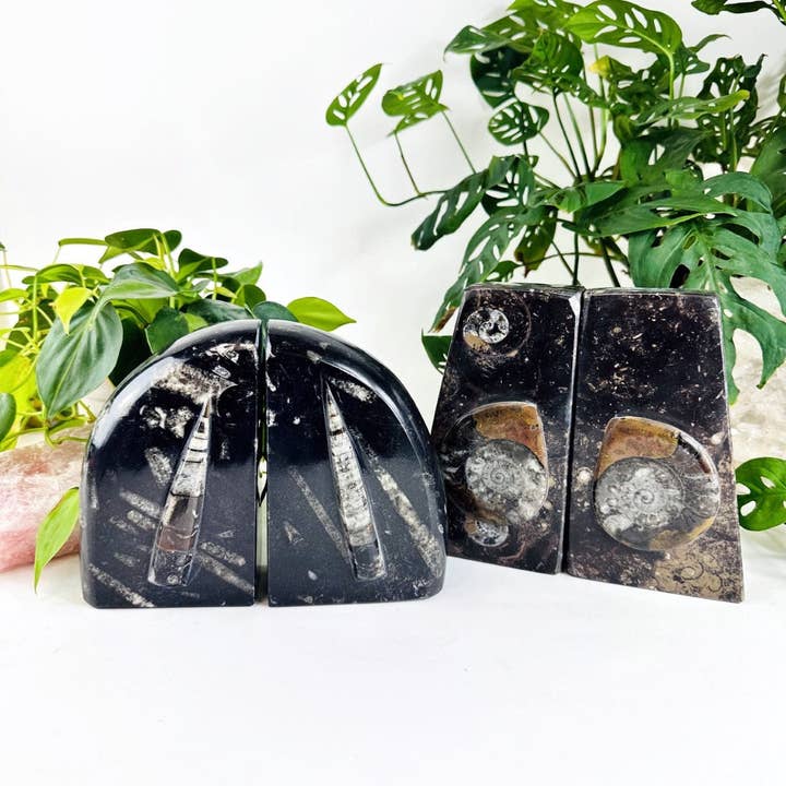 Rock Paradise - Wholesale Boekensteun - Fossiele boekensteunen van Orthoceras en Ammonite2