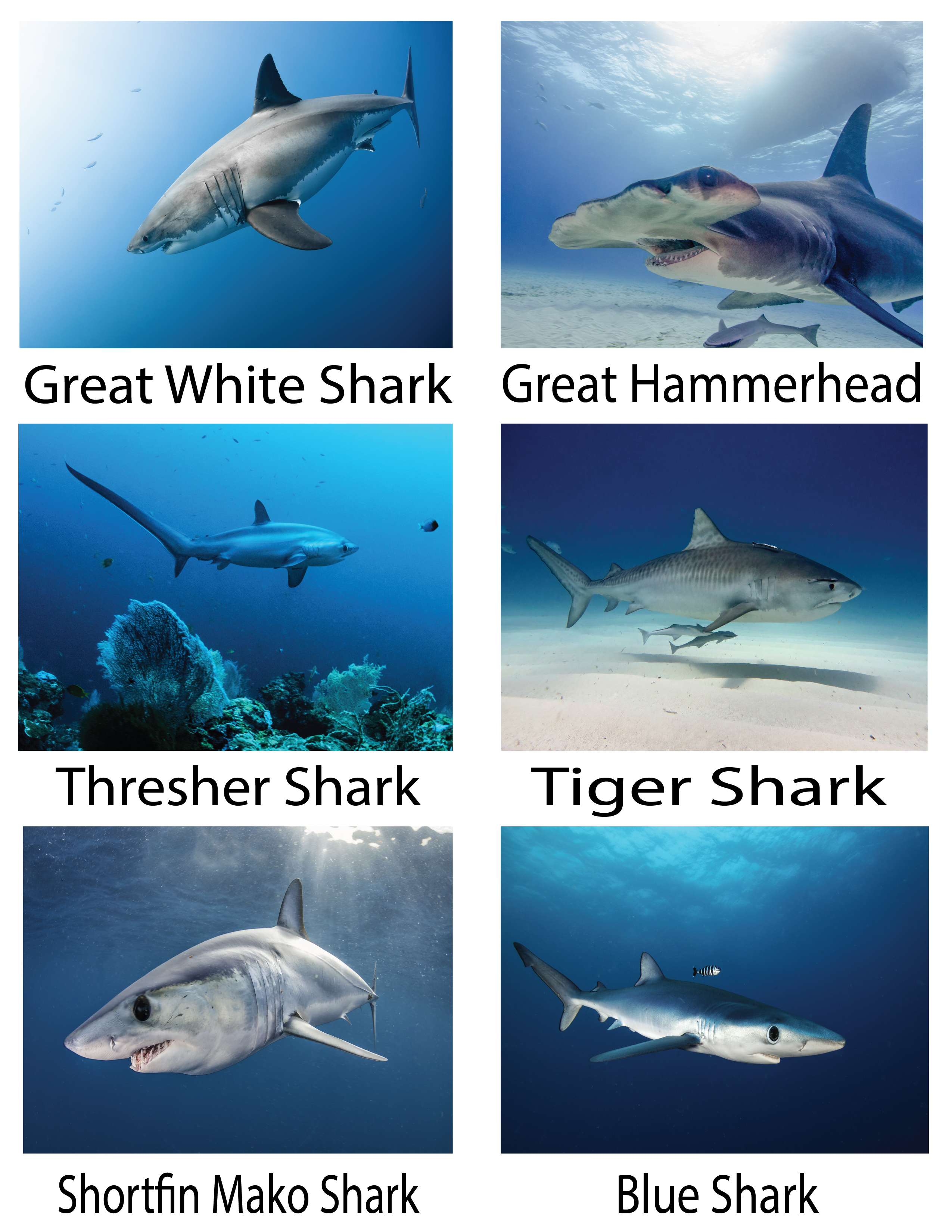 Advance Wildlife Education LLC – wholesale Målarbok - Barn och baby – Hajar och Rays pedagogisk målarbok10