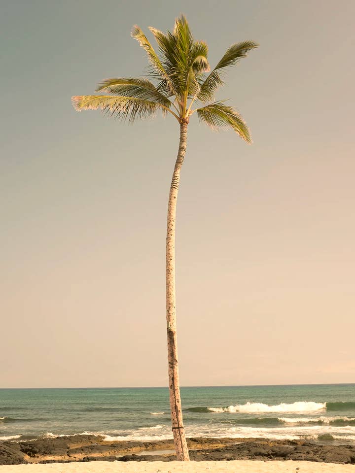 Palmera Solitaria N.º 2 para venta al por mayor de Wilder California