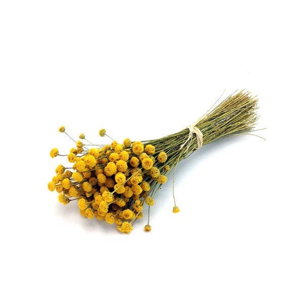 Concari.flores Preservadas - Wholesale Dried/Pressed Flowers - DRIED CHAMOMILE BOUQUET2