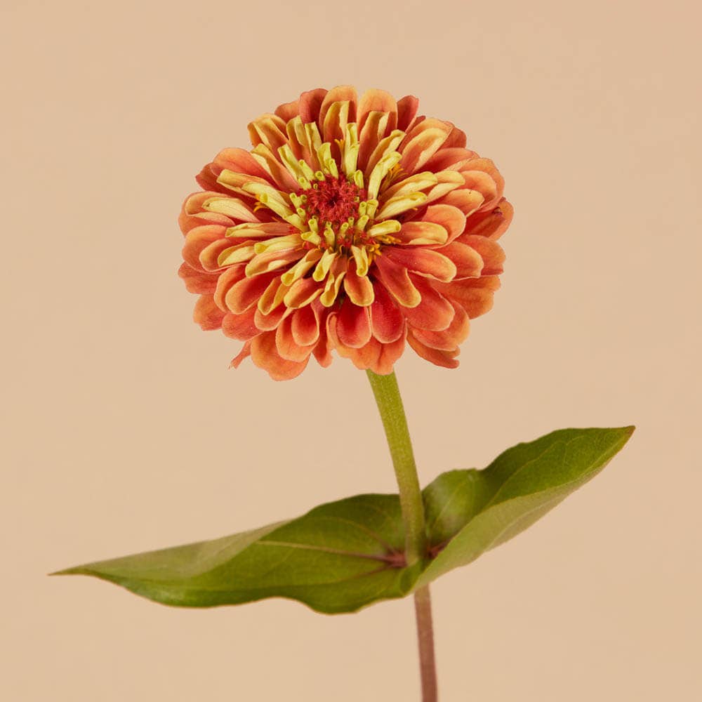 Plantgem - Wholesale Plant Seeds - Queen Lime Orange Zinnia - 25 Seeds1