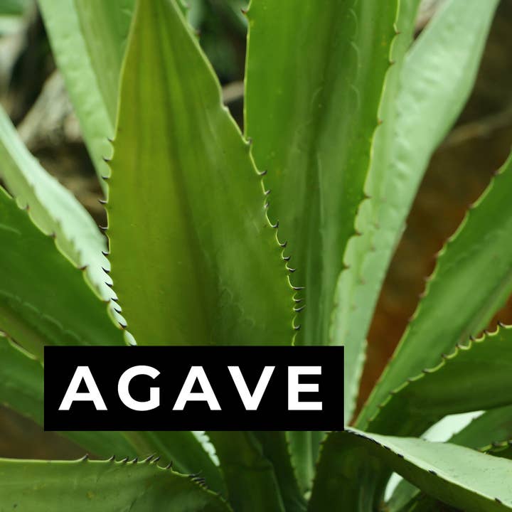Agave Candle for wholesale by ELM Candle Bar