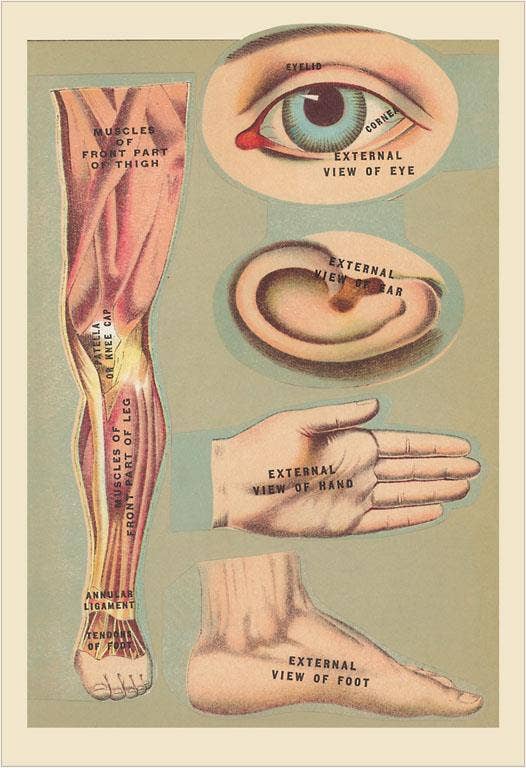 Found Image Press - Wholesale Postcard - Postcard AY-42 Miscellaneous Anatomical Drawings0