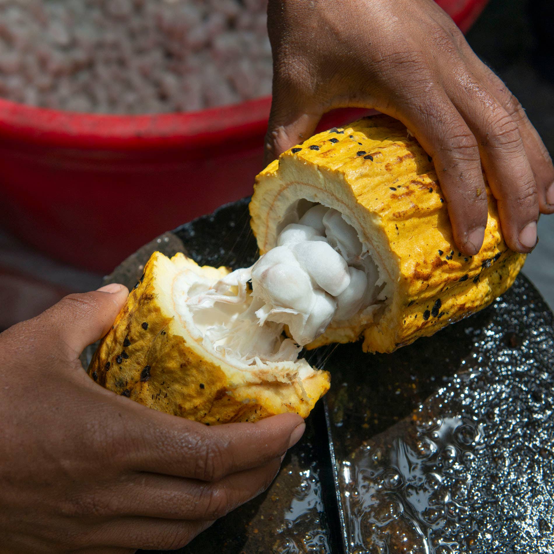 KAICAO – Sumo de fruta por atacado – Suco de Fruta de Cacau Hidratante3