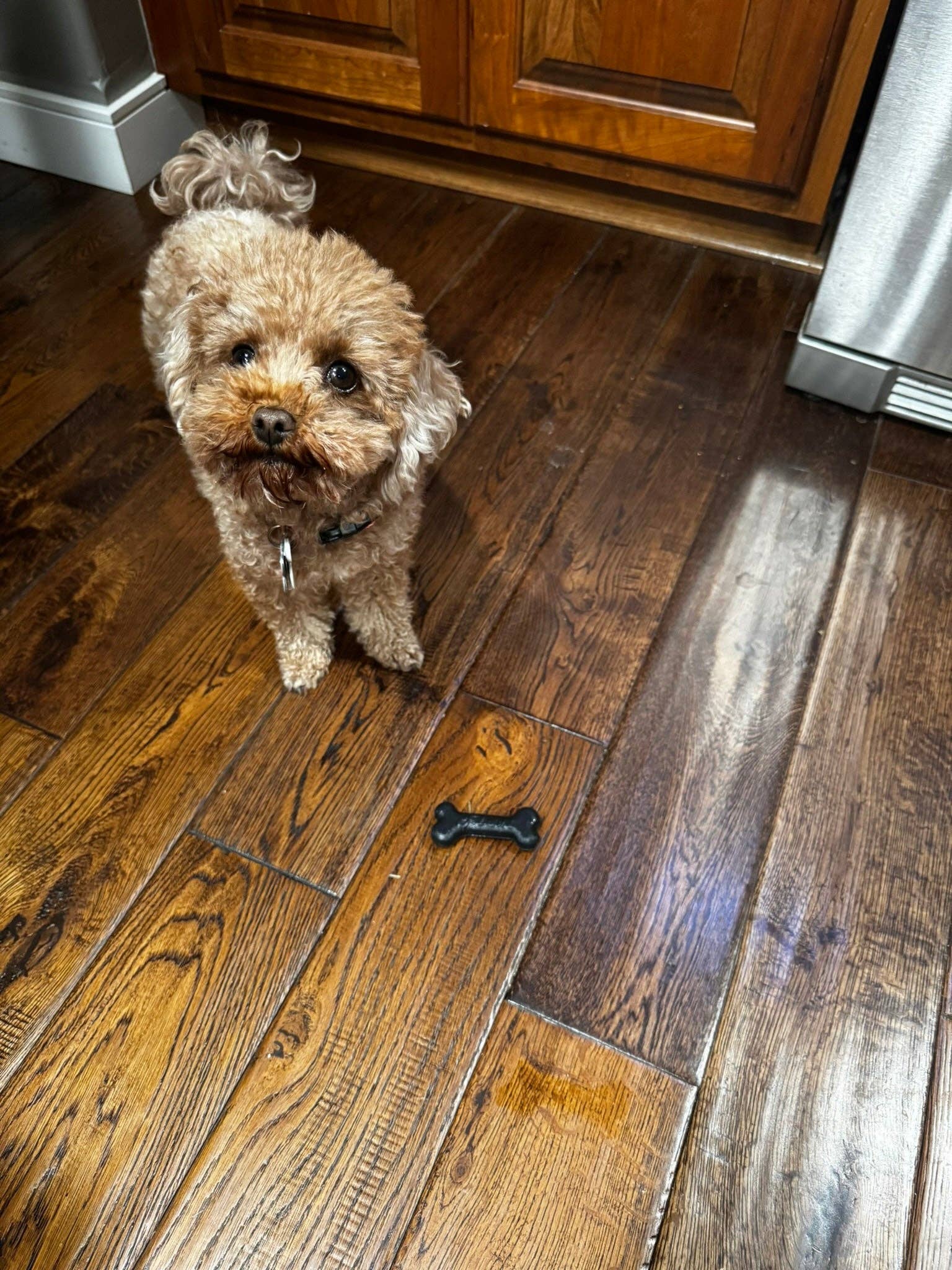 Flexifetch - Wholesale Pet Chew Toy - Dog - Small Bone Toy – The Eddi3