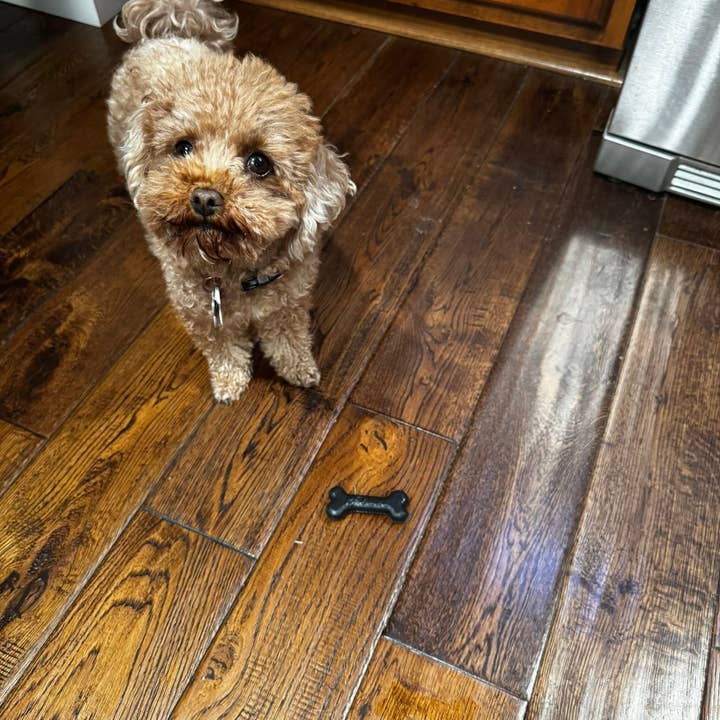 Flexifetch - Wholesale Pet Chew Toy - Dog - Small Bone Toy – The Eddi3