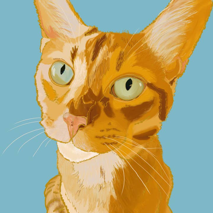 Naranja gato atigrado para venta al por mayor de Dogs And Designs