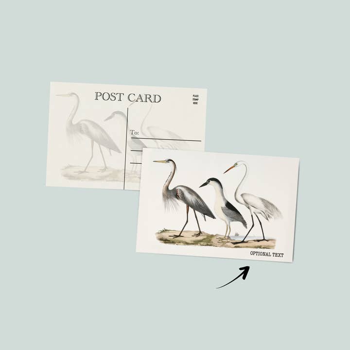 Seagull post card | coastal post card for wholesale by Simply Northern