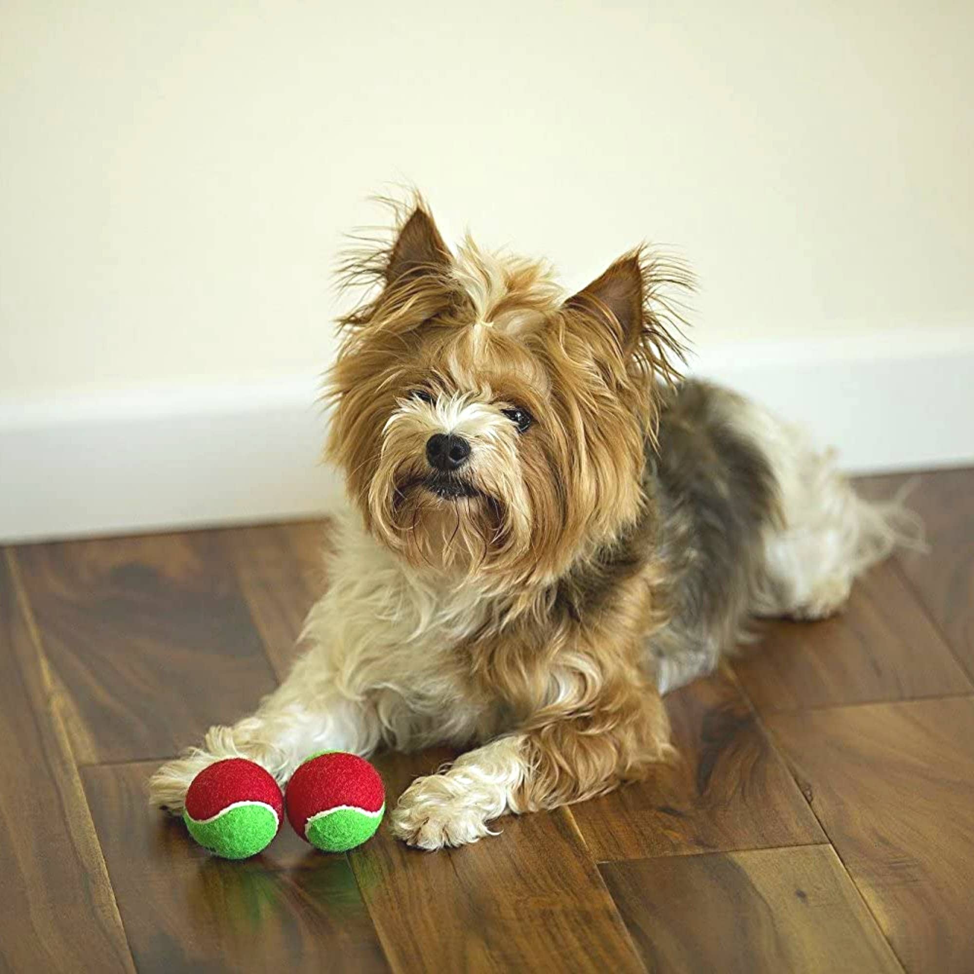 Midlee Designs - Wholesale Pet Squeaky Toy - Dog - Midlee 1.5" Mini Squeaker Christmas Dog Tennis Balls5