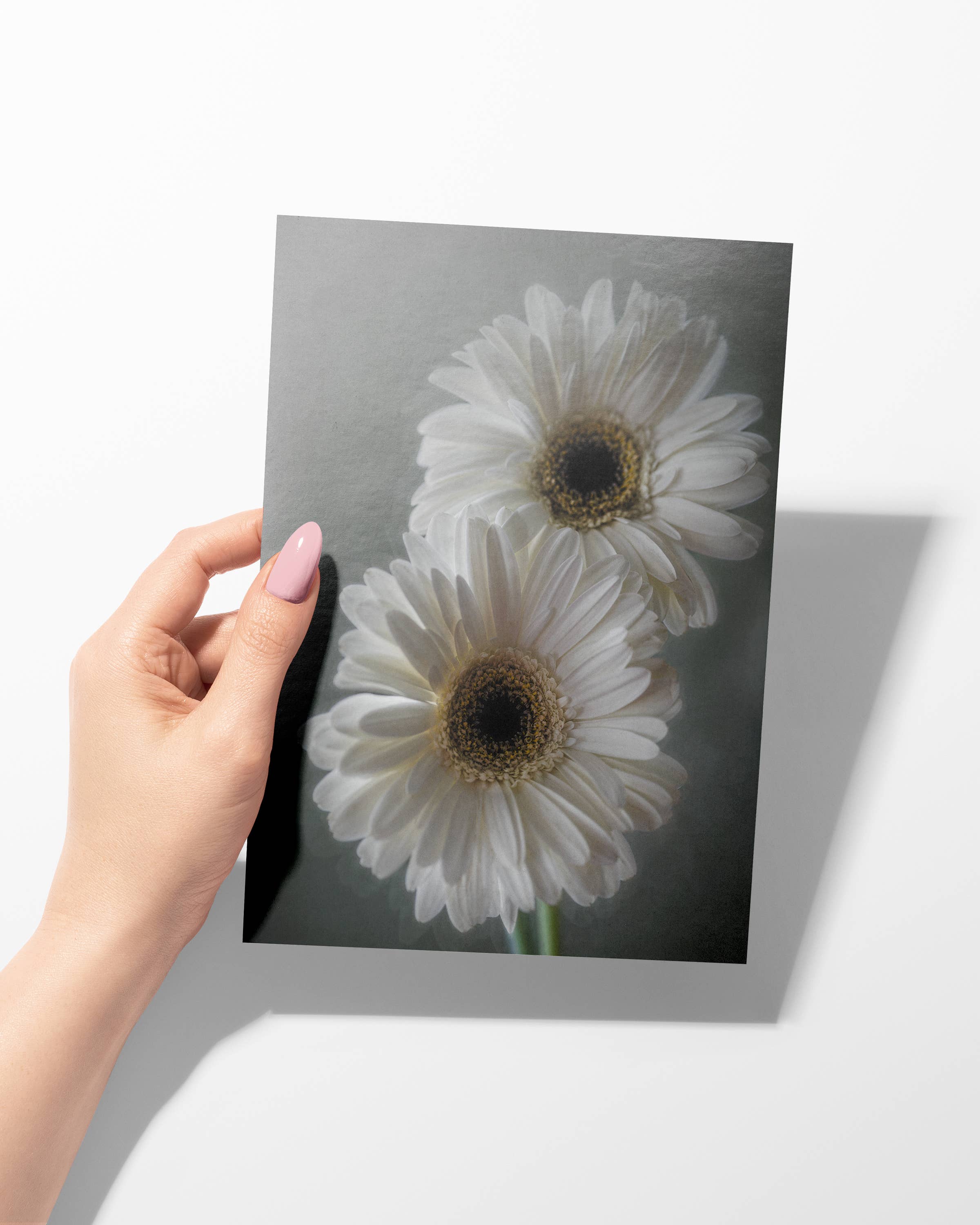 Sheryl’s Virtual Garden - Wholesale Everyday Greeting Card - Dreamy Daisies Single 5x7 Gerbera Daisy Greeting Card1