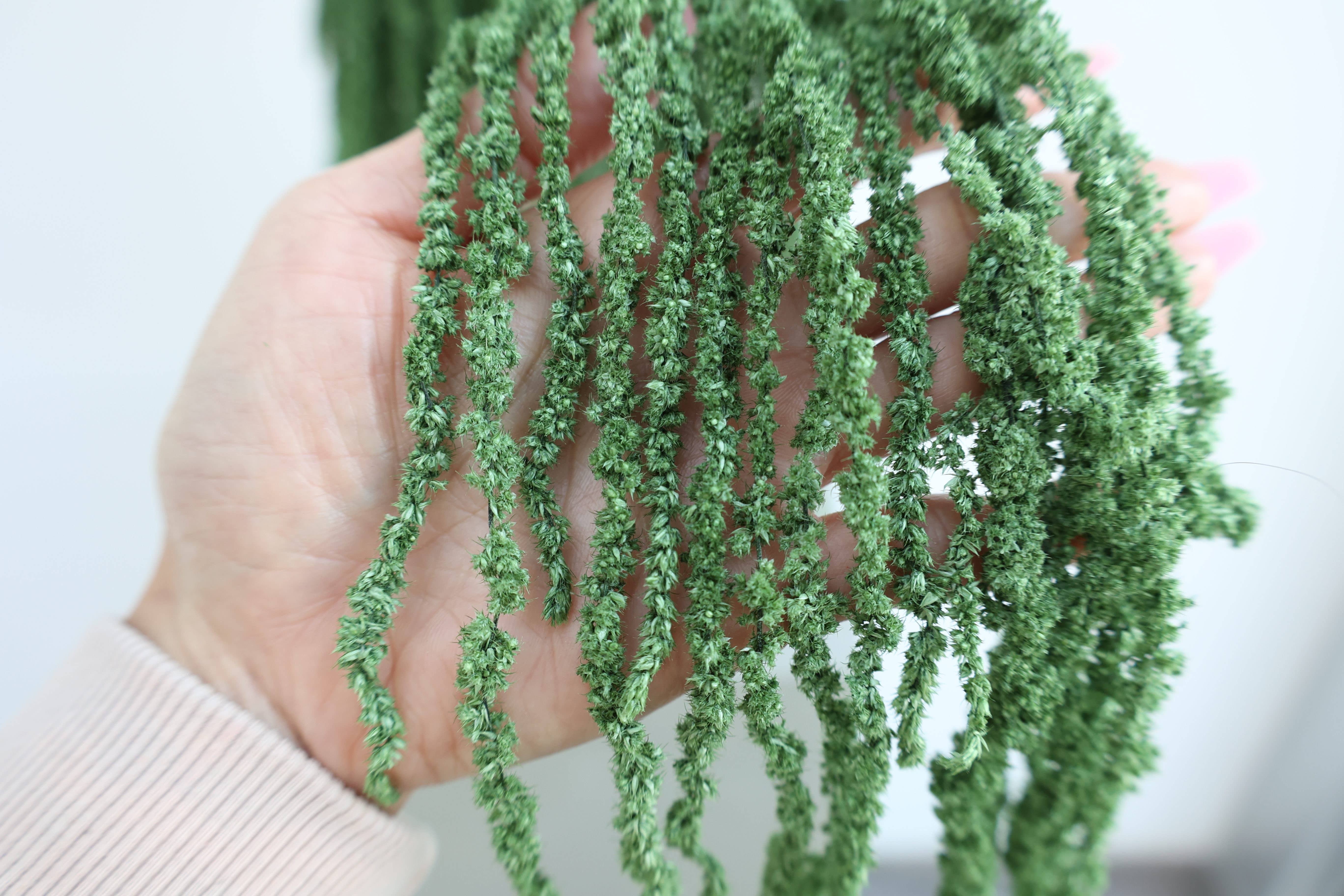 FlowerFantaSee – Großhandel Getrocknete/gepresste Blumen – Konservierter Amaranthus10