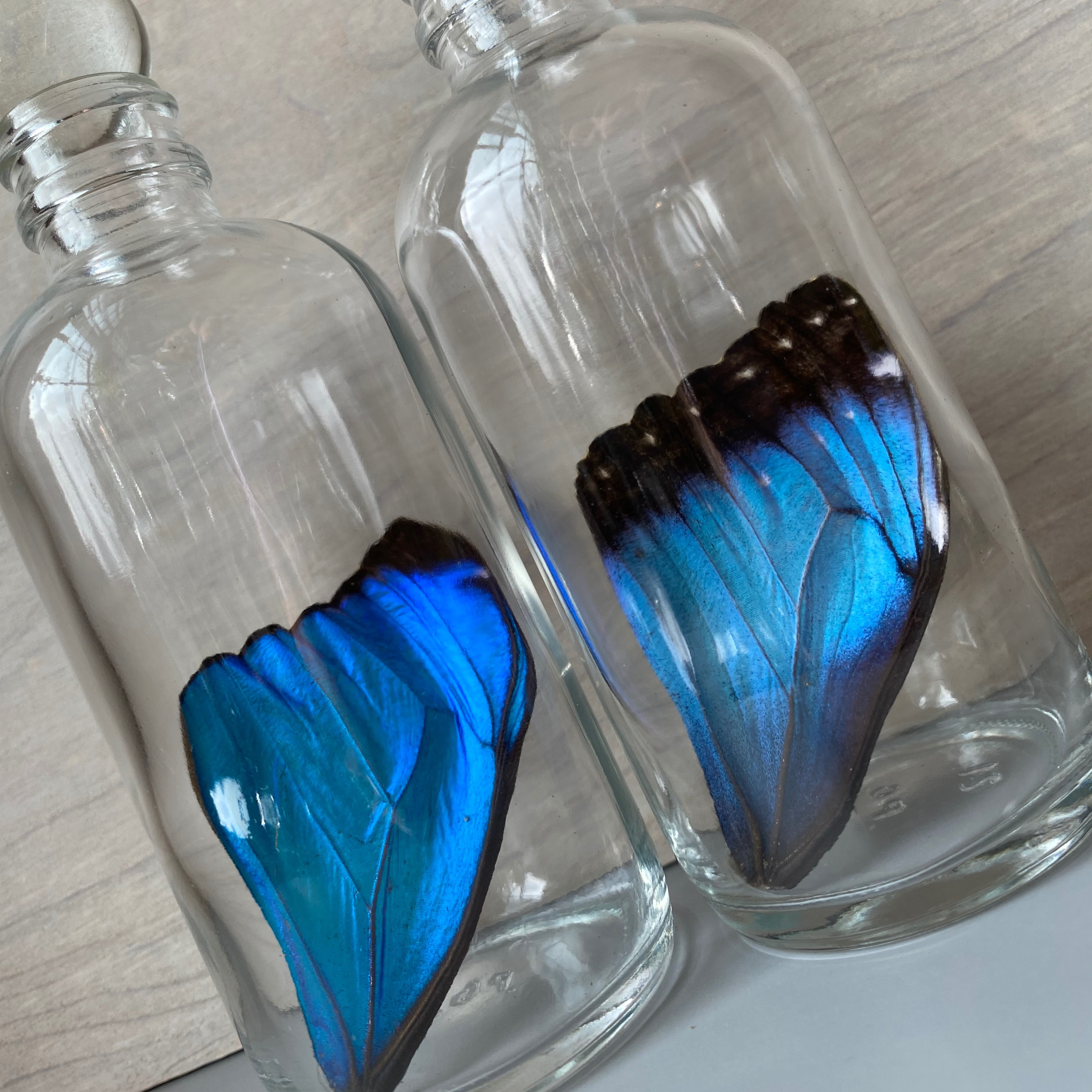 Isms - Wholesale Decorative Tabletop Object - Real Premium Butterfly Wing in Decorative Glass Bottle2