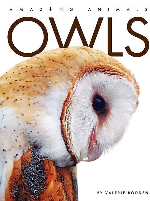 Amazing Animals: Owls for wholesale by The Creative Company