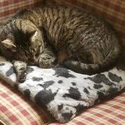Dr. Pussums Catnip - Wholesale Pet Bed - Cat - Luxury Self-Warming Kitty Kushion Cat Bed