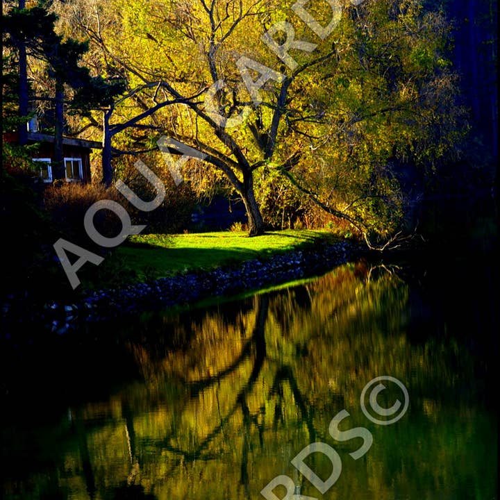 1191 - Betragtelse i gul for engroshandel hos Aqua Cards