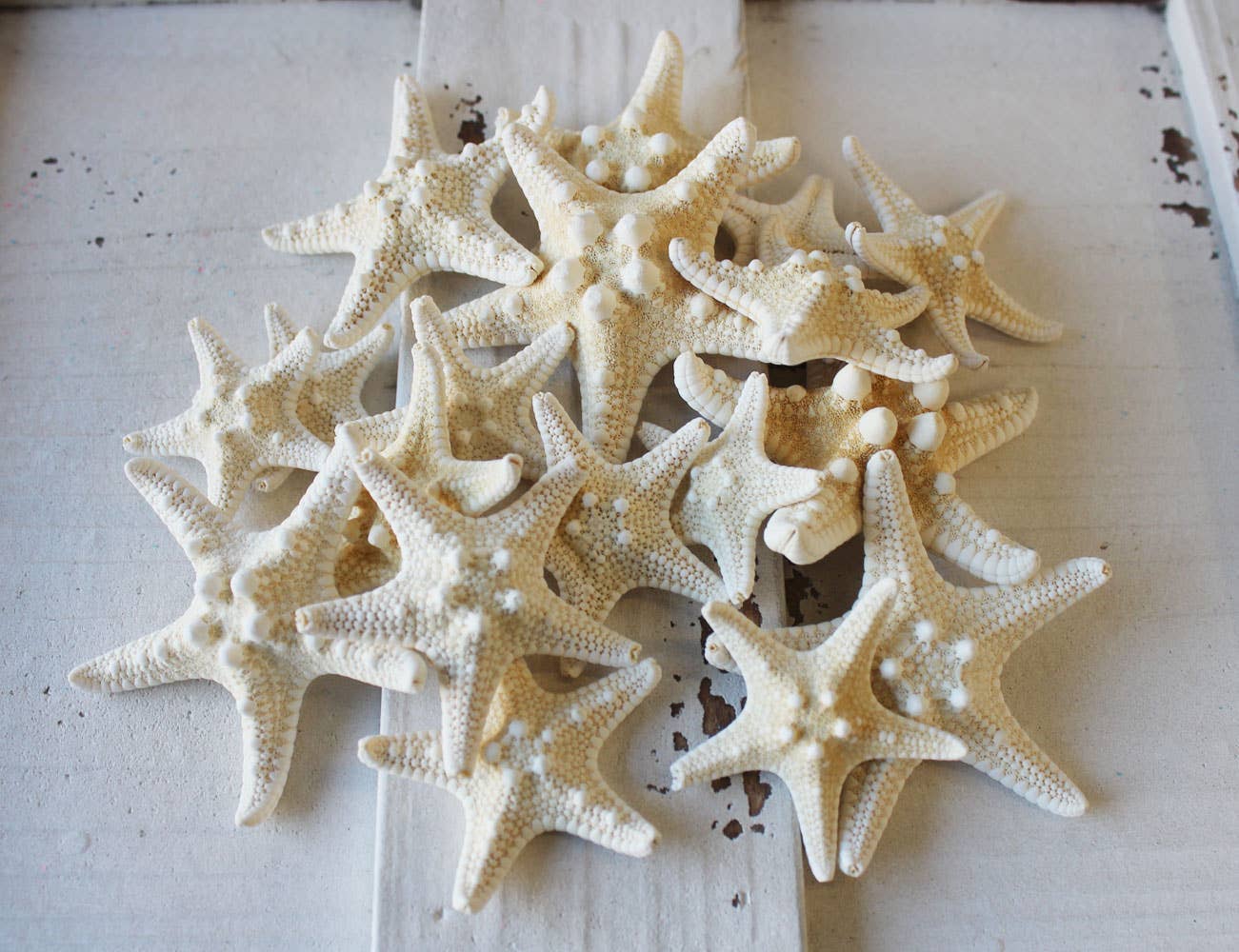 California Seashell Company - Wholesale Decorative Tabletop Object - Small White Thorny/Bumpy Starfish - Choose a Size from 1-3"