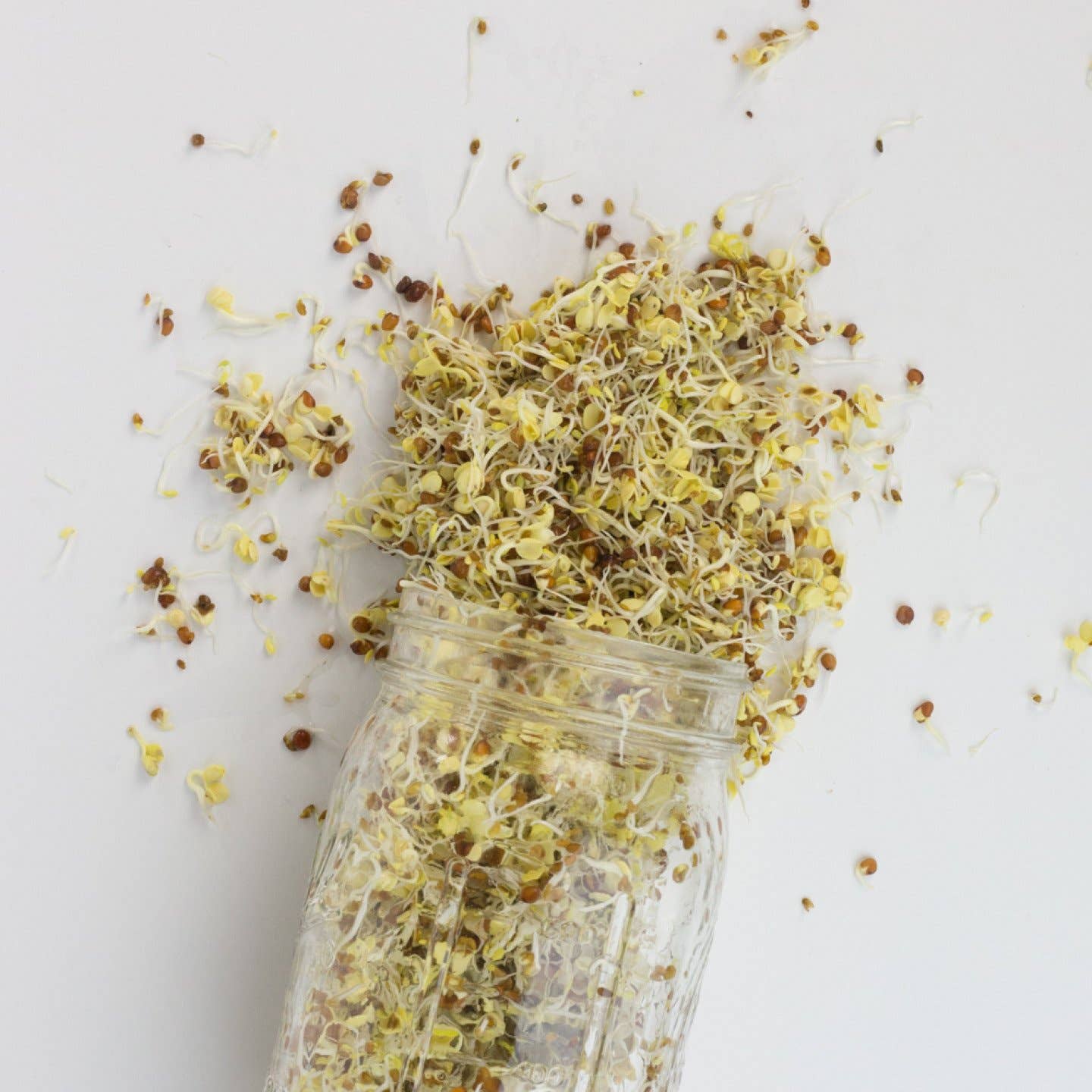 Cultures for Health - Wholesale Plant Seeds - Deli Sandwich Sprouting Seed Blend1