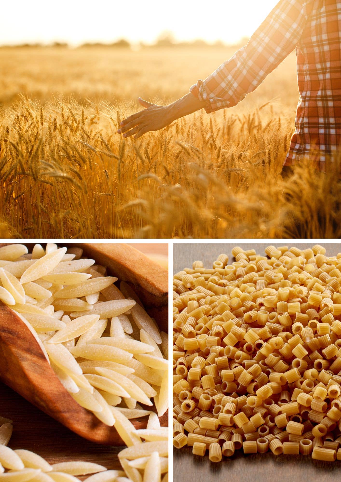 Helene Delices Grecs - Wholesale Pasta - Organic cut macaroni 500g2