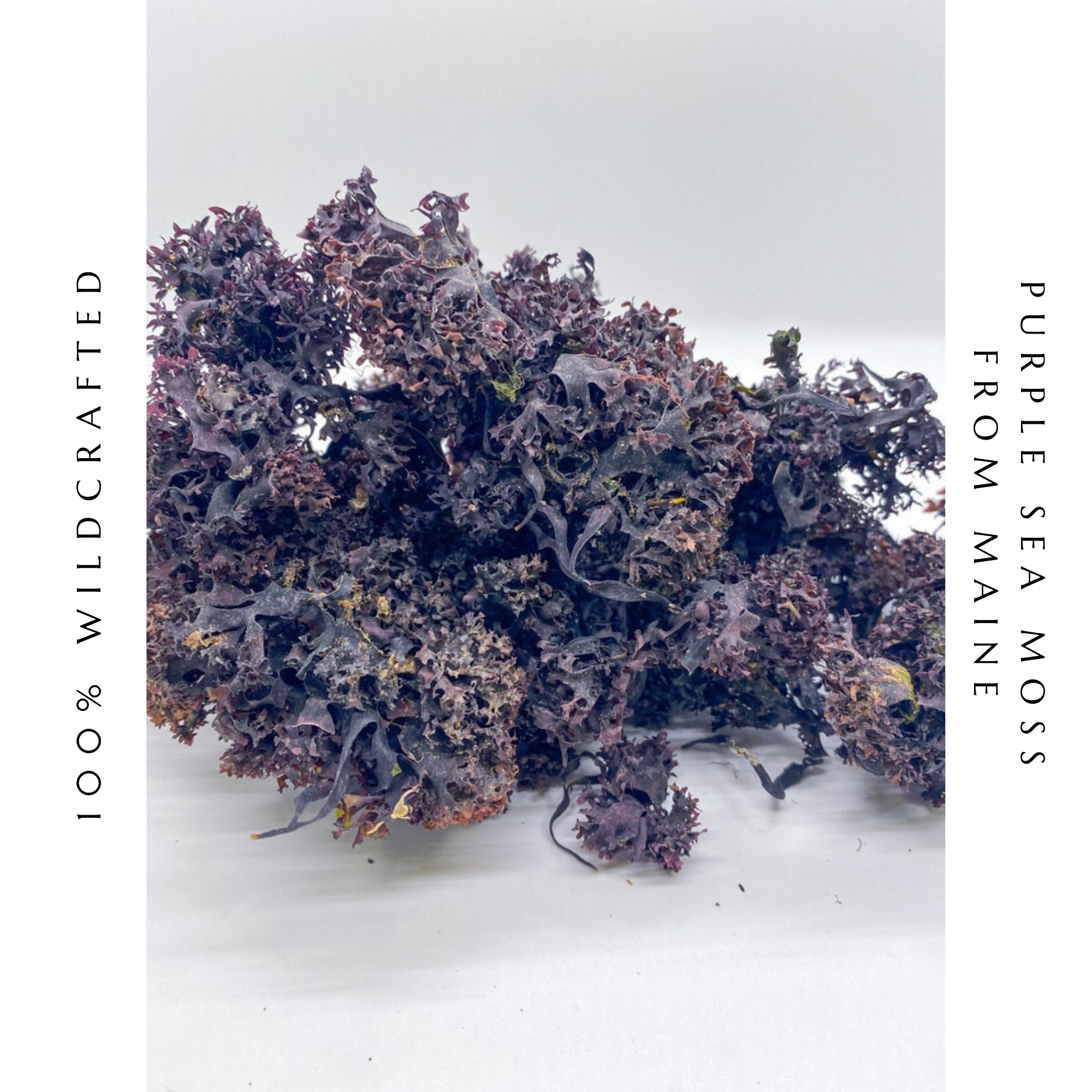 Seaweed Kings - Wholesale Protein/superfood powder - Purple Irish Sea Moss Chondrus Crispus 100% Wildcrafted 1lb2