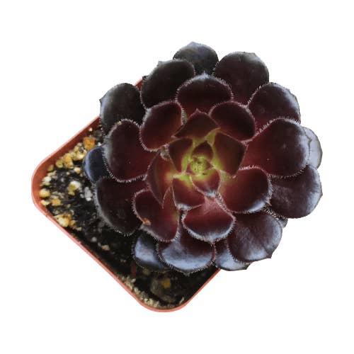 Best Plant Friend - Wholesale Succulent - Black Rose 'Zwartkop' Aeonium arboreum Succulent 2/4" in Pot