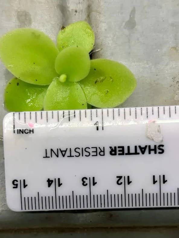 Lot de 25 Pinguicula Gigantea - Plante Carnivore Géante Butter pour la vente par Airplant Direct
