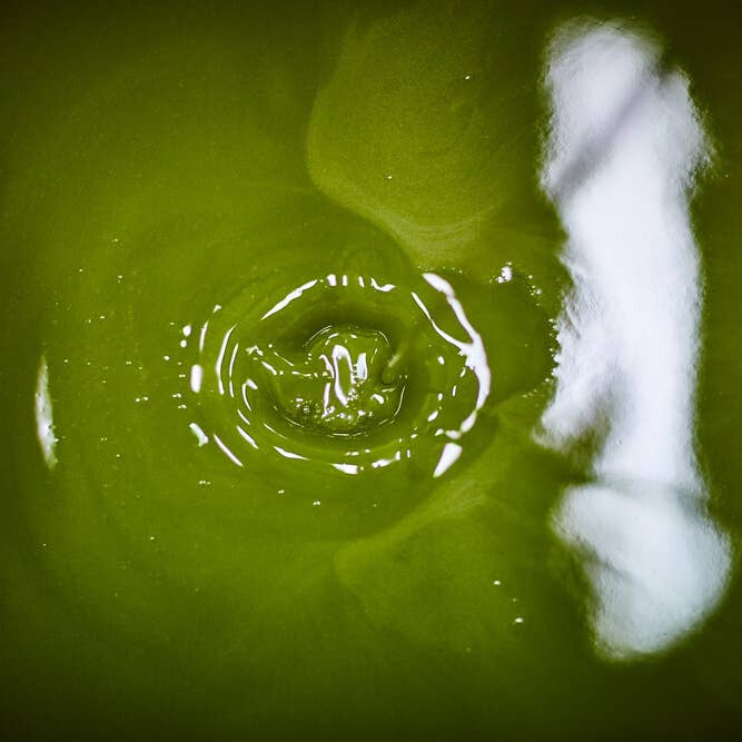 JC Olivenöl - Wholesale Olive Oil - JC Olive Oil - 5 Liter Canister - Organic Extra Virgin Olive Oil5