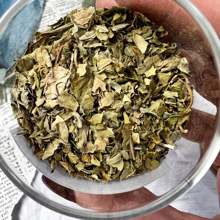 Moon Street Kits - Wholesale Herbs - Skullcap Herb for Calm, Protection & Energetic Recovery3