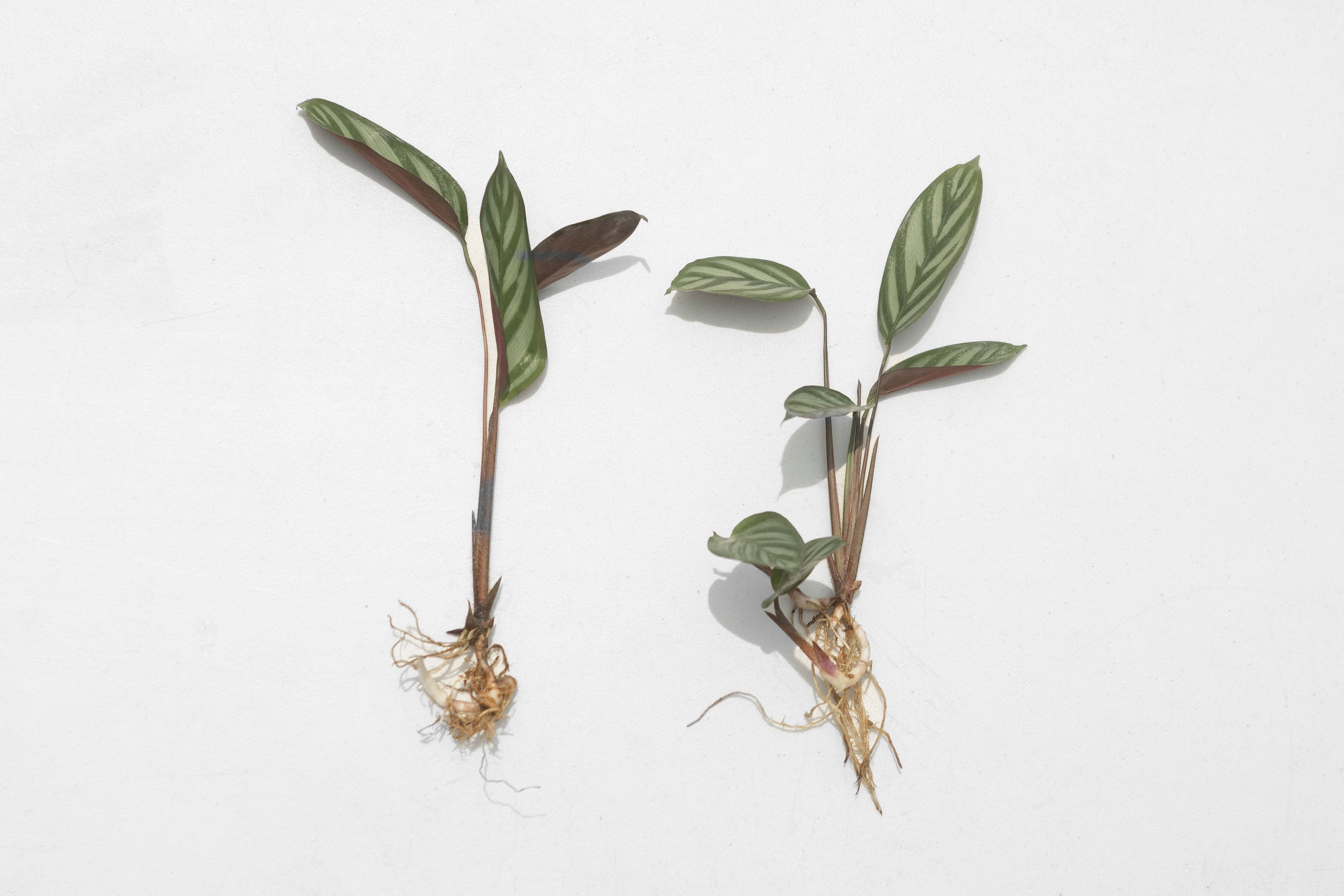 Air Plant Shop - Wholesale Live Plant - Calathea 'Prayer Plants' Anulque Fresh Rooted Cuttings1