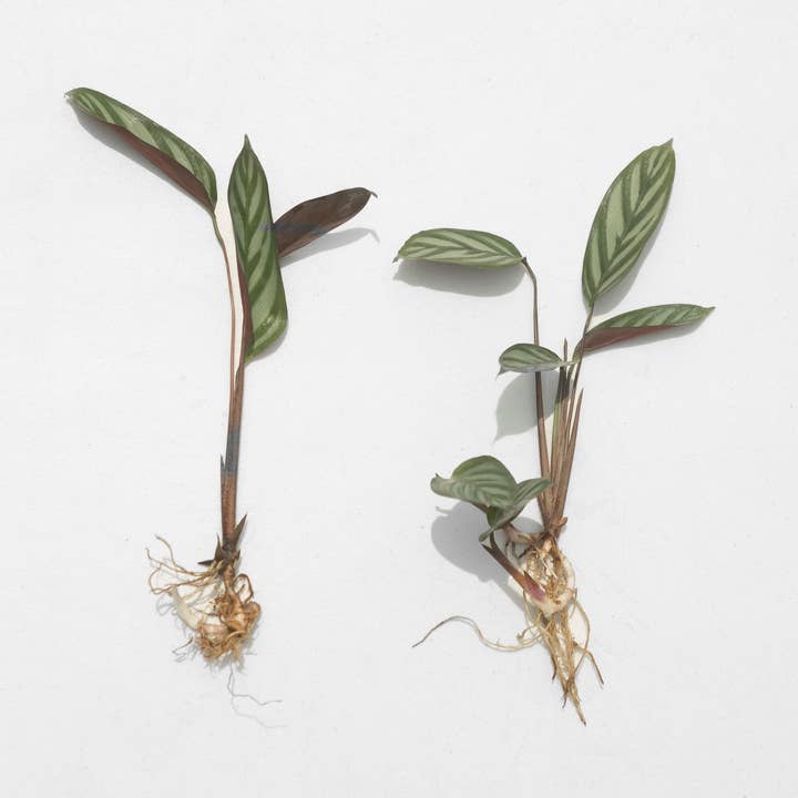 Air Plant Shop - Wholesale Live Plant - Calathea 'Prayer Plants' Anulque Fresh Rooted Cuttings1