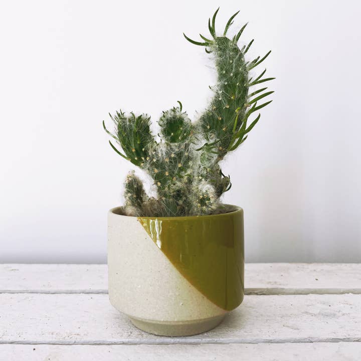 Java for wholesale by Barry the Cactus