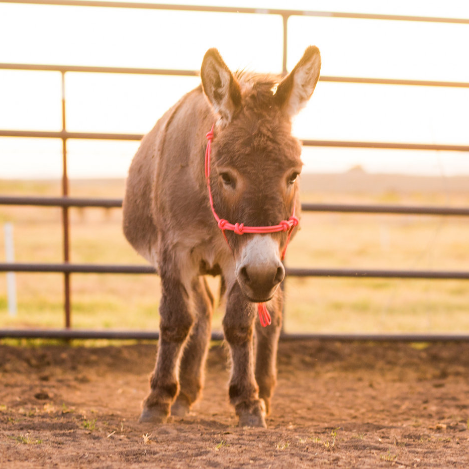 Andrea Equine - Wholesale Paardrijuitrusting - Stijf trainingshalster voor clinici met 4 knopen12