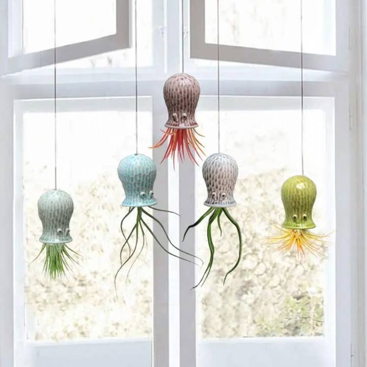Airplant Direct - Wholesale Hanging Planter - Hanging Air Plant Buddies0