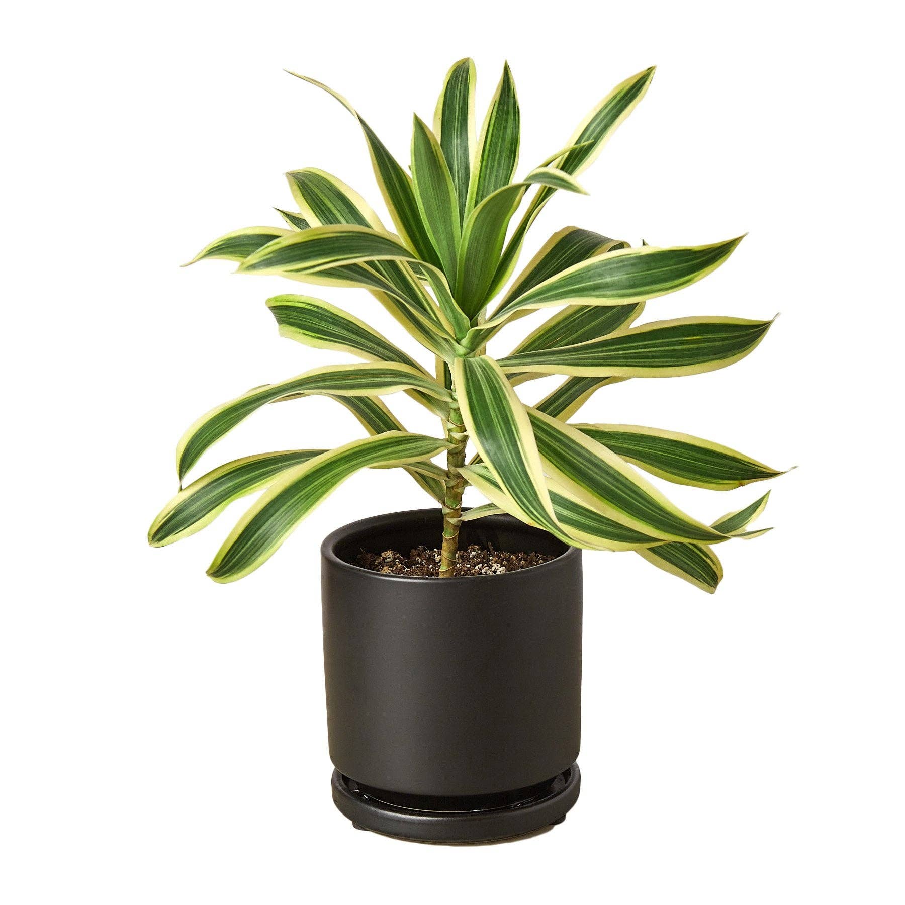 Bumble Plants - Wholesale Live Plant - Dracaena 'Song of India'4