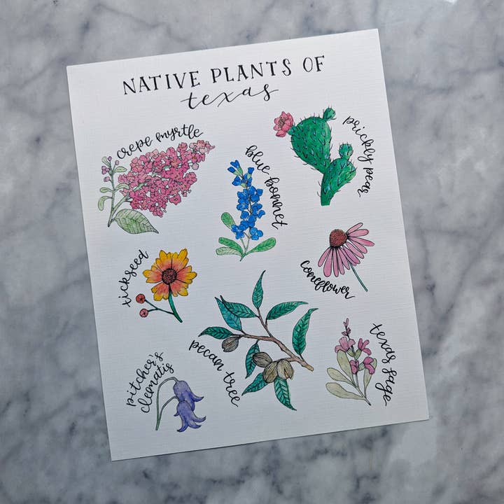 Kallos Ink - Wholesale Art Print - Native Plants of Texas 8x10 Print1