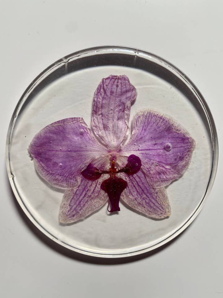 Set sottobicchiere orchidea per la vendita all'ingrosso da parte di Elements by DW