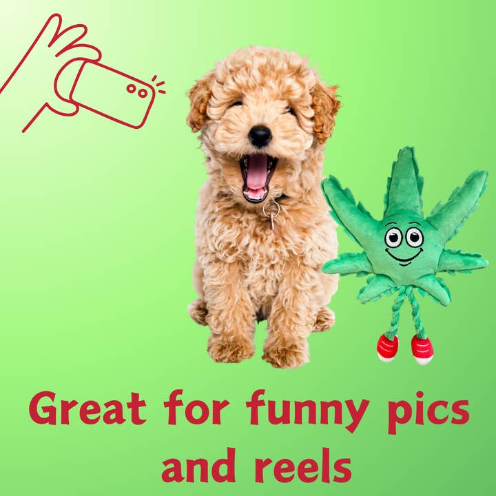 PAW:20 - Wholesale Pet Squeaky Toy - Dog - My Name is MJ the Weed Leaf, Parody Marijuana Leaf Dog Toy
